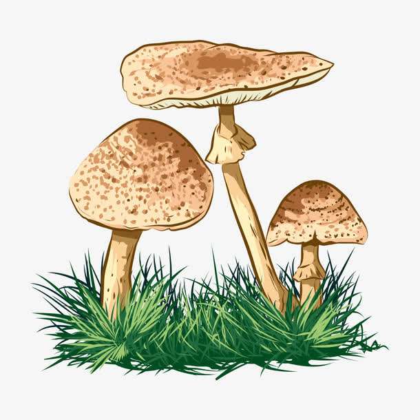 預(yù)警：野生菌中毒怎么防？怎么控？怎么辦？