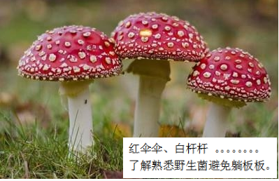預(yù)防毒蘑菇中毒，這些事你該知道